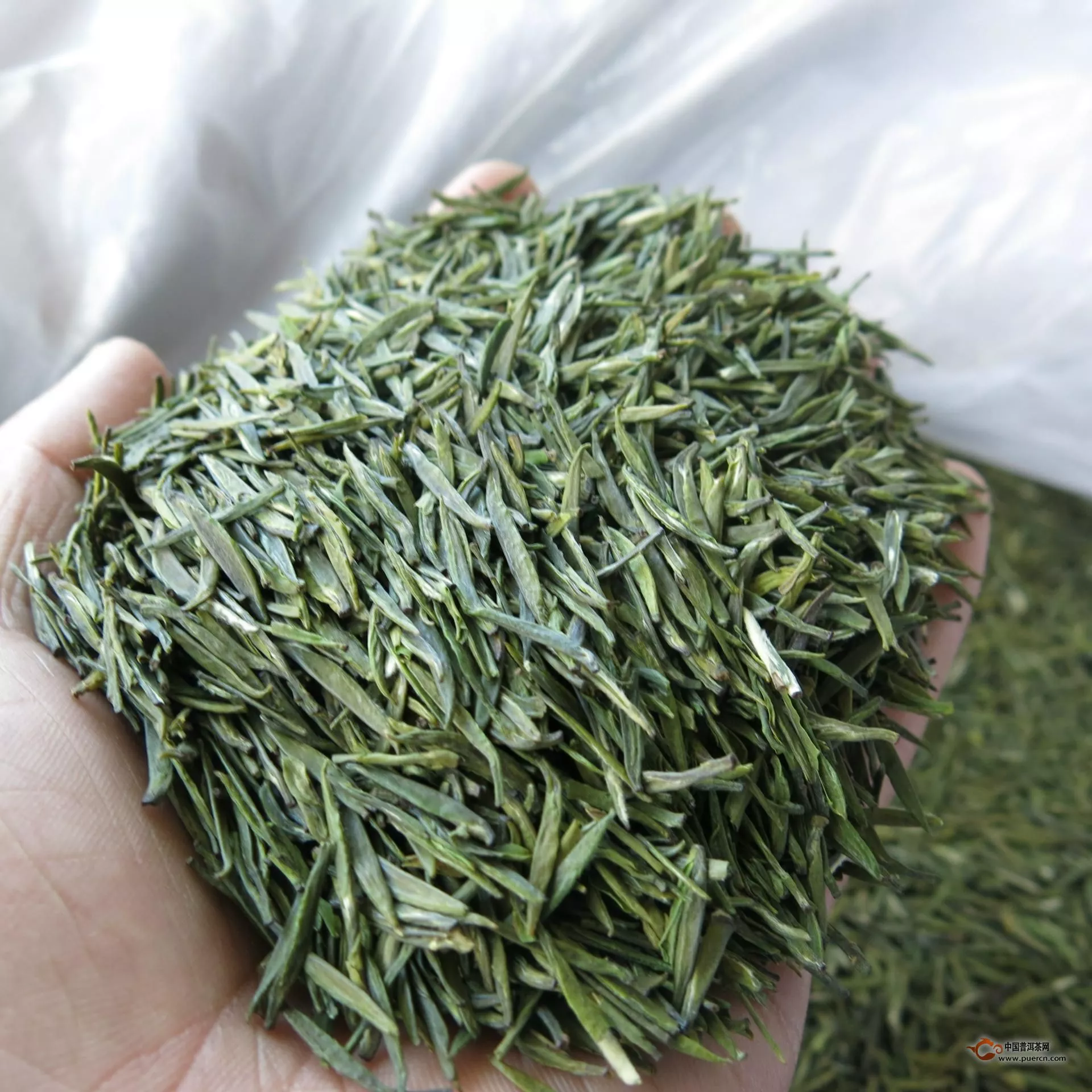 普洱生茶属于绿茶吗