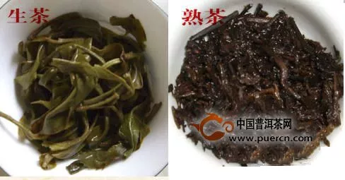 春尖普洱茶的功效与作用