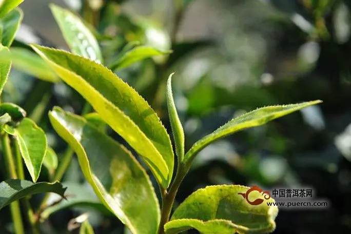 古树红茶的最大特点