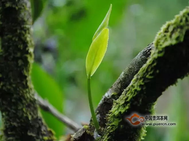 普洱茶古樹茶的特征