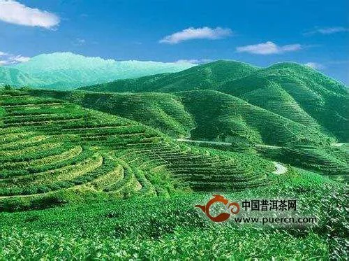 臺(tái)地茶和古樹(shù)茶的區(qū)別是什么？