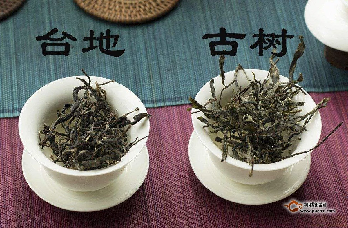 臺地茶和古樹茶的區(qū)別是什么？