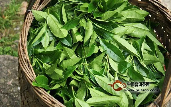 為什么武夷巖茶在采摘的時候是一芽多葉呢？簡述巖茶采摘標準