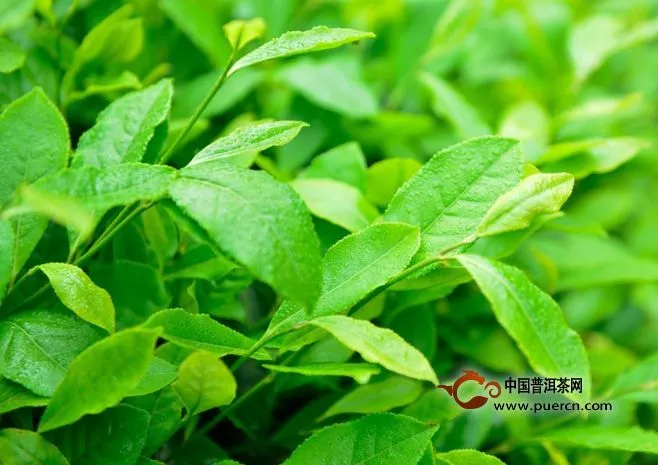 為什么武夷巖茶在采摘的時候是一芽多葉呢？簡述巖茶采摘標準