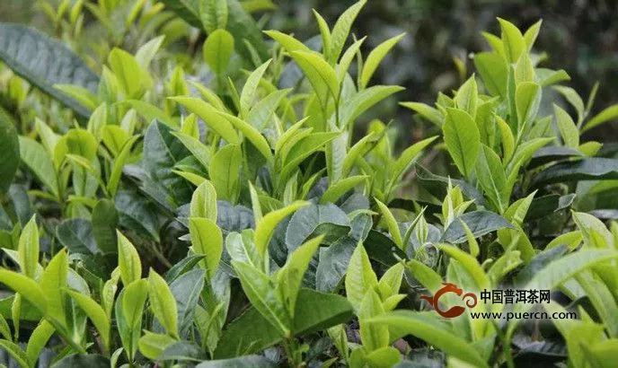 存放普洱茶，散茶和緊壓茶哪個更好