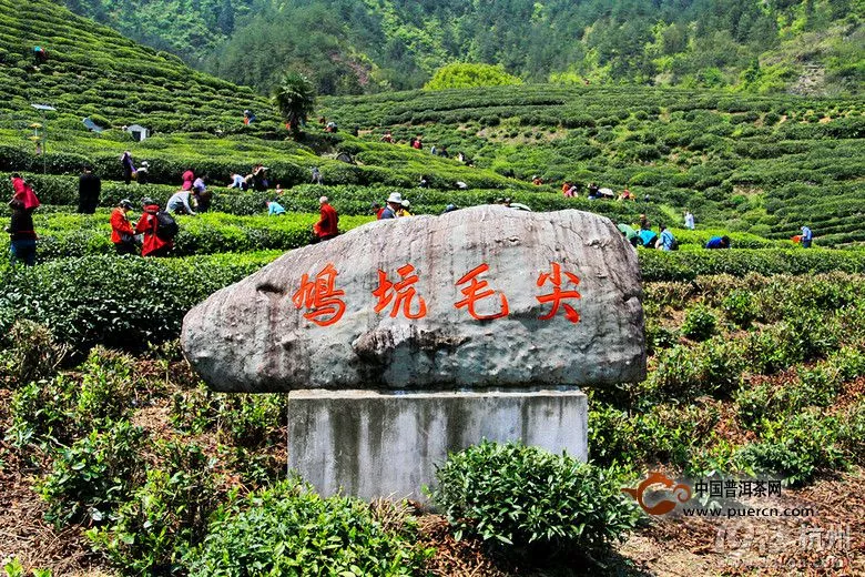 杭州除了西湖龙井还有哪些茶？