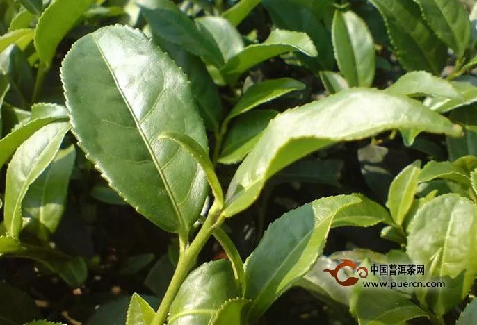 普洱茶级别与品质的关系大吗