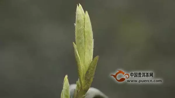 冲泡普洱茶时茶汤里的绒毛是什么