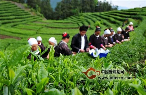 谷雨茶是什么茶