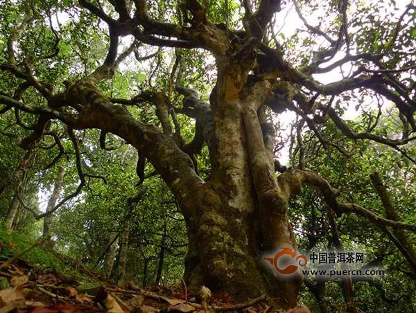 南糯山普洱茶有什么特点