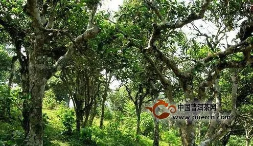 南糯山普洱茶有什么特点