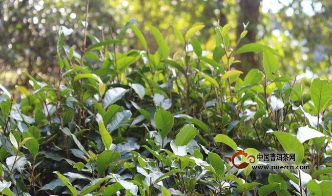 麻黑普洱茶山头介绍