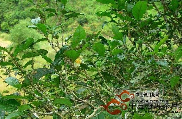 曼松古樹普洱茶口感特點