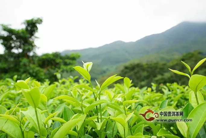 绿茶有什么特点和功效