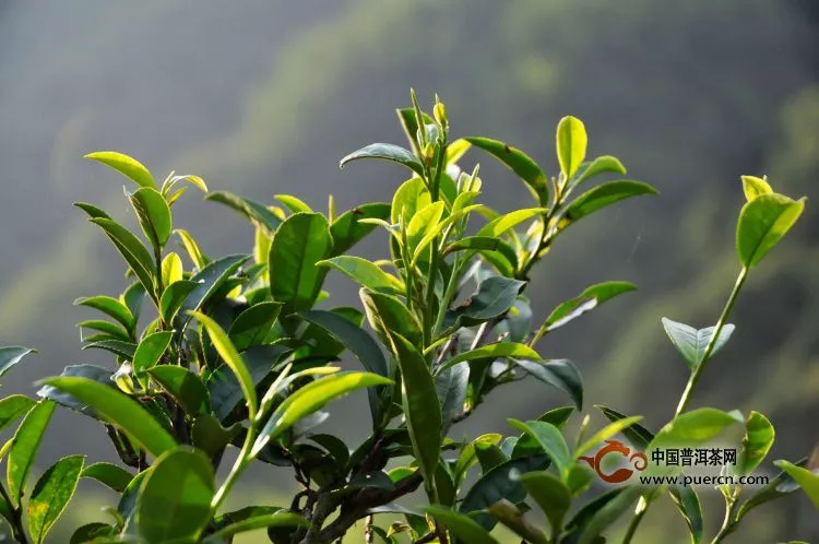 野生茶、年份茶、大師茶……你被哪種茶忽悠過？