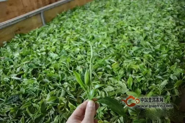 為何今年的古樹春茶價格居高不下？