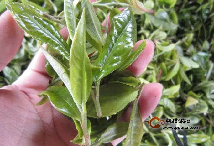 普洱茶梗有什么功效與作用