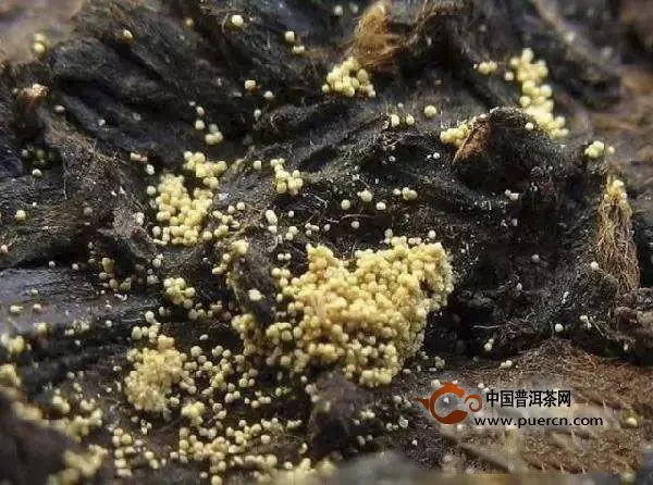 安化黑茶茯磚茶的特殊功效有哪些