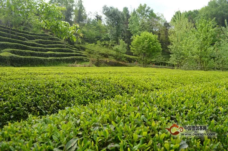 午子仙毫茶怎么樣