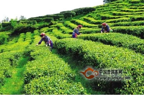 生态优良的万州被誉为“优质产茶带”