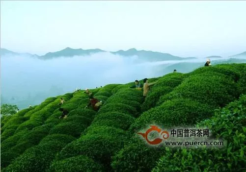 黄山太平猴魁是什么茶