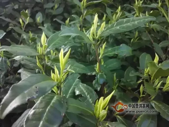 安吉白茶明前春茶到底好在哪里？