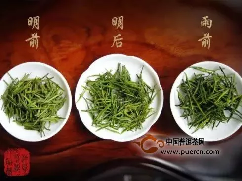 安吉白茶明前春茶到底好在哪里？