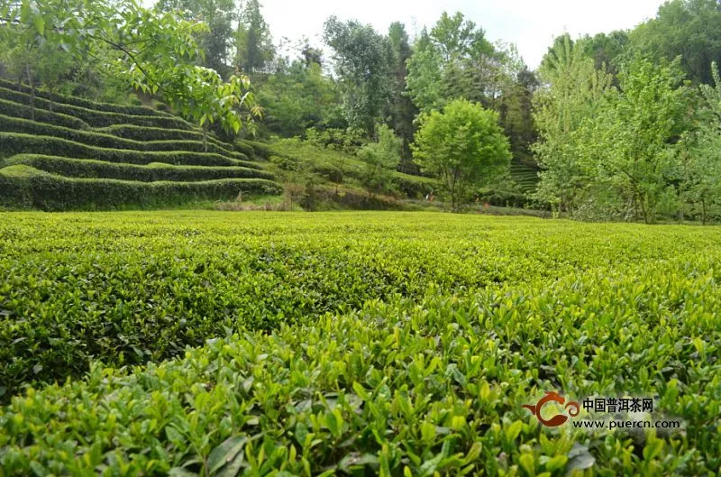 天山绿茶原产地在哪里