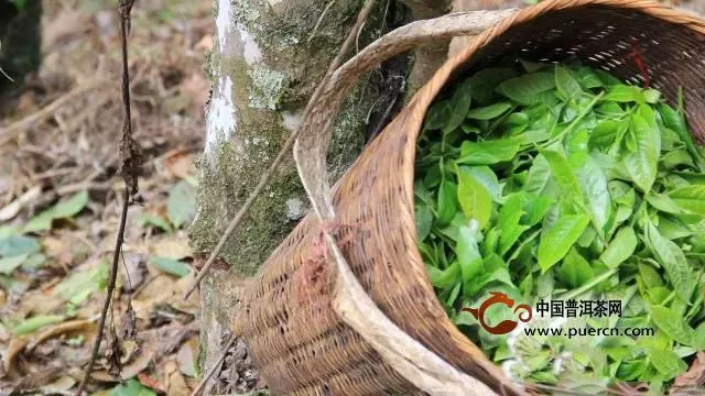 森林藏古樹，聞香識茶