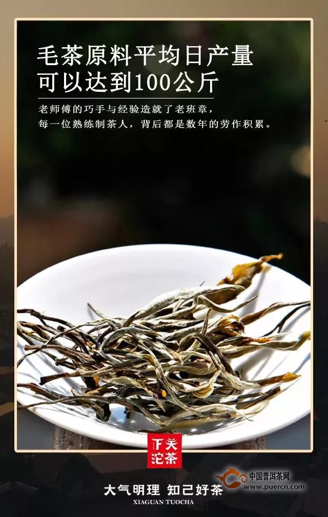 【正山老班章-原料篇】上好古树茶：不是所有的班章都叫老班章！