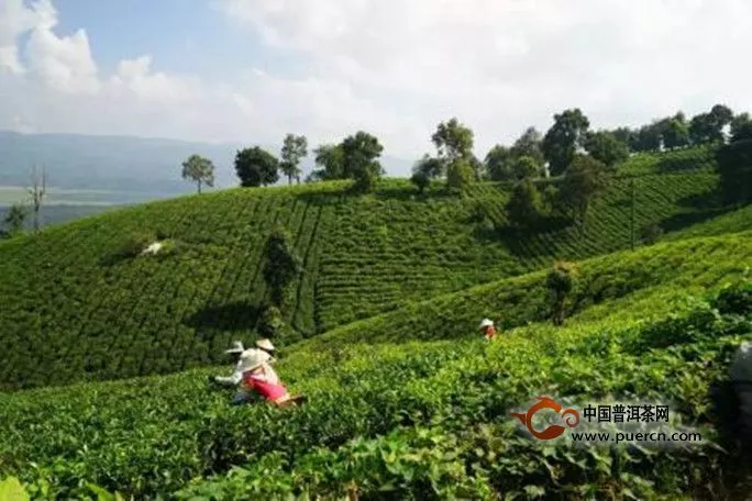 祁門紅茶產(chǎn)自哪里