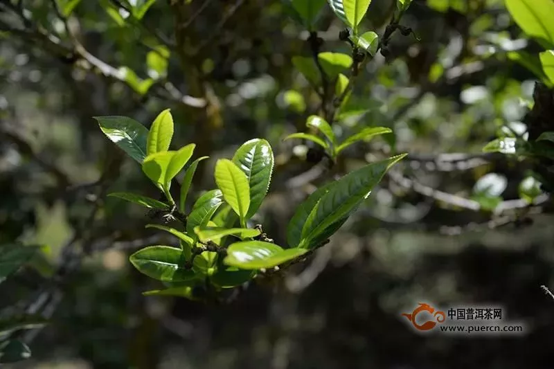 普秀茶薈|喝了多年普洱茶，你真的了解云南大葉種茶嗎？