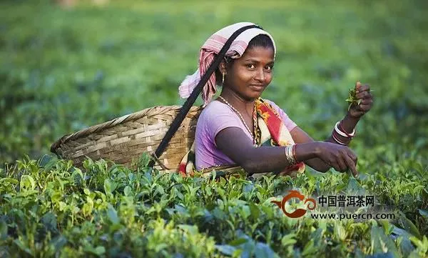 普秀茶荟|喝了多年普洱茶，你真的了解云南大叶种茶吗？