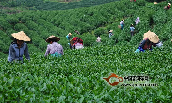 农业部：优化产业结构，提升茶产业竞争力