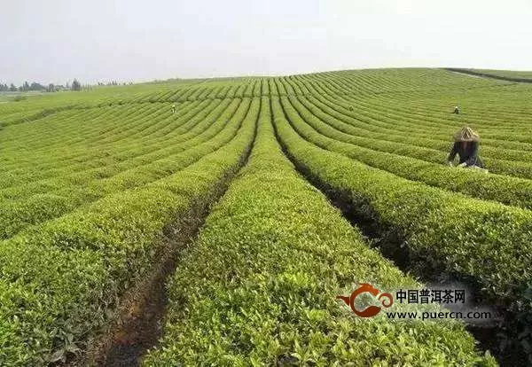 江山绿牡丹属于什么茶