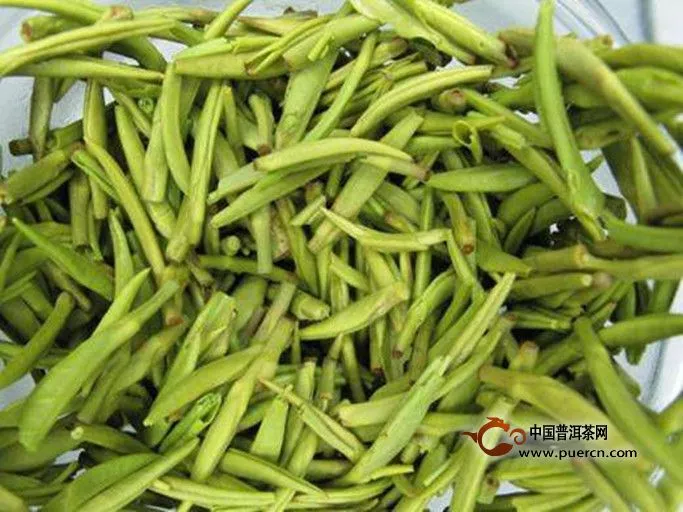 廣東大葉青是什么茶