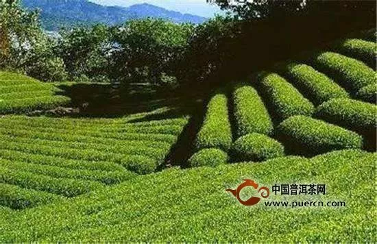 秦巴霧毫茶屬于什么茶類