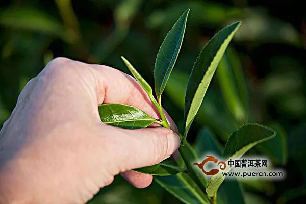 為什么黑茶中要留茶梗？