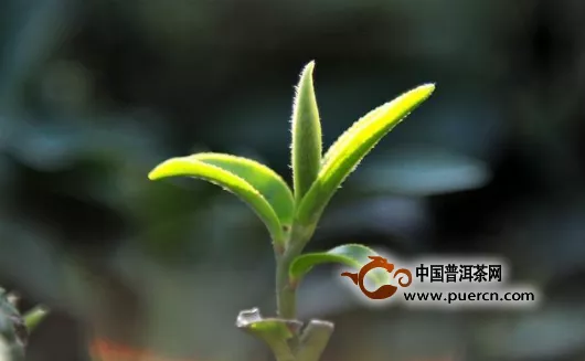 南山白毛茶怎么樣