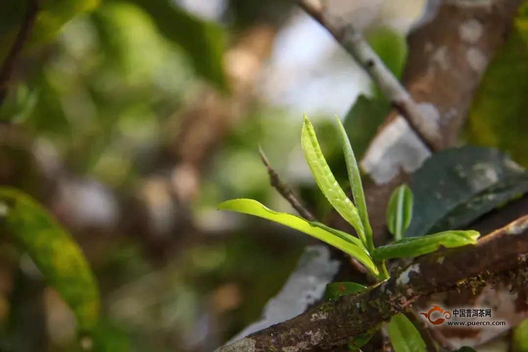 普洱茶都有哪些产区？（综合整理）