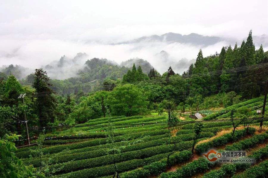 君山银针的传说