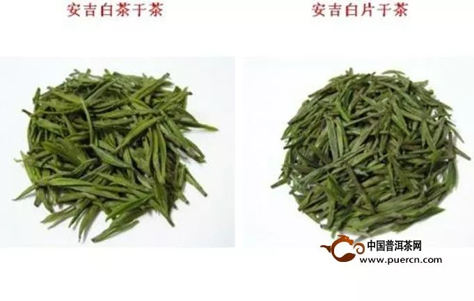 安吉白片與安吉白茶是同一種茶嗎