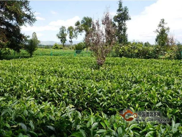红茶的生长环境