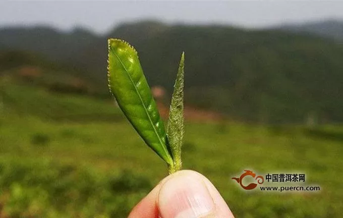 白牡丹茶和貢眉茶的區(qū)別有哪些