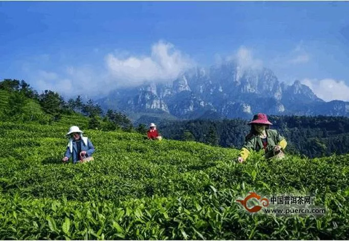 廬山云霧茶外形特點(diǎn)有哪些