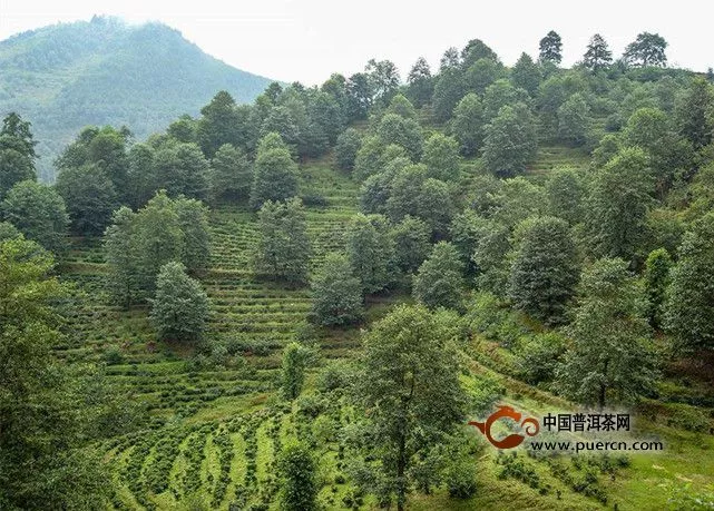 滇红茶的产地主要是有哪些