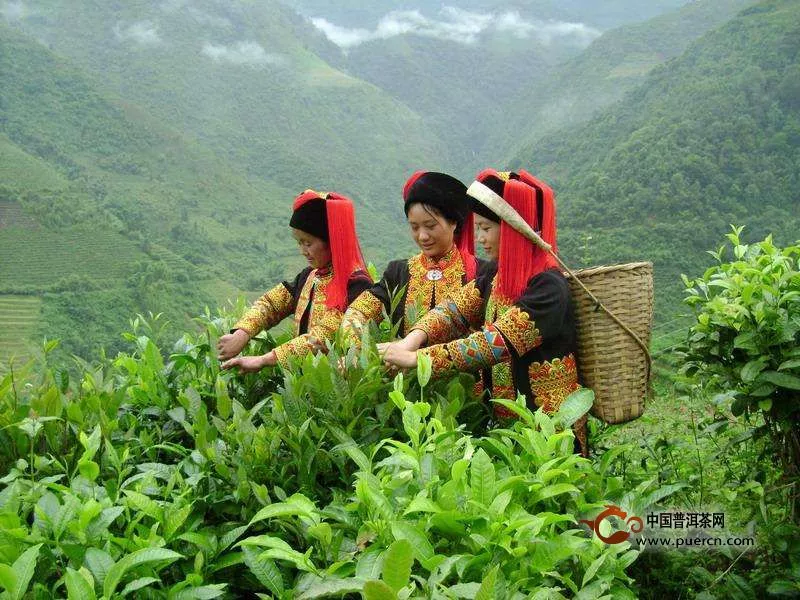 婺源绿茶的历史