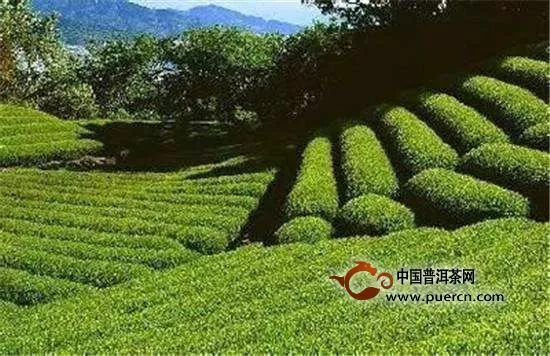 婺源绿茶多少钱一斤