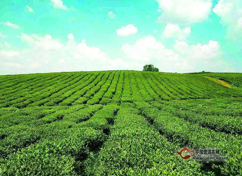 婺源绿茶哪个品种最好