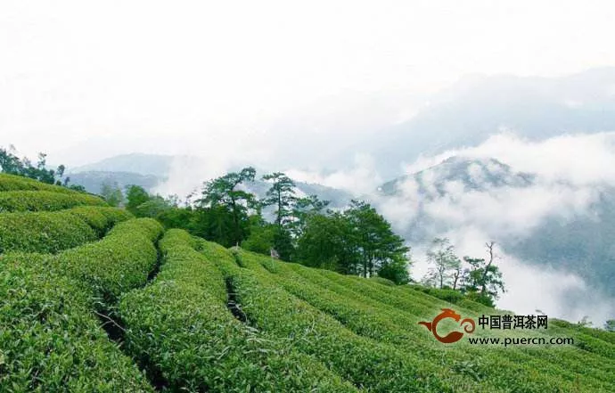 仰天雪綠茶的生長(zhǎng)環(huán)境如何